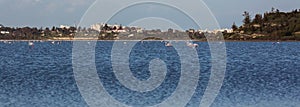 Flock of birds pink flamingo walking on the blue salt lake of Cyprus in the city of Larnaca