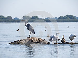 Flock of birds preparing for the night, Danube Delta, Romania