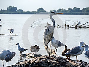 Flock of birds preparing for the night, Danube Delta, Romania