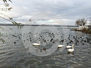 a flock of birds preparing to migrate photo