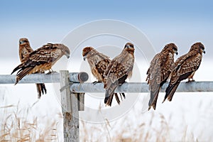 Flock of birds of prey. Black kite, Milvus migrans, sitting on metallic tube fence with snow winter. First snow with bird. Grassy