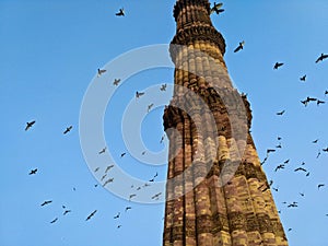 Flock of birds beside the qutub minar