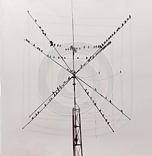 Flock of birds on a radio tower