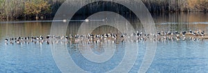 Flock of birds resting in lagoon of Albufera Natural Park, in Valencia, Spain. Natural background