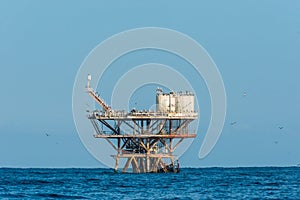 Flock of birds in sea oil rig in the peruvian coast at Piura Per