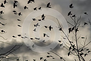 Flock of birds silhouetted against the clouds