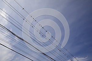 A flock of birds sits on electrical wires