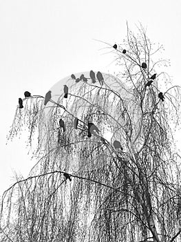 A flock of birds sitting on the branches of a tree.