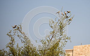 Flock of birds sitting on small branches of tree