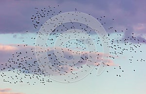 Flock of birds in the sky at sunset