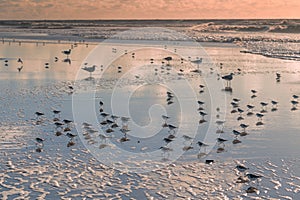 Flock of birds - snowy plovers and seagulls - on the beach during sunset