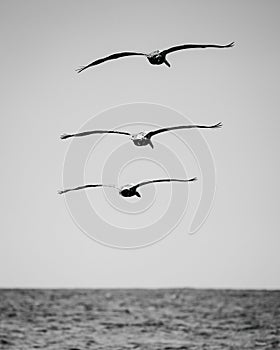 Flock of birds soaring across a sky above the sea in grayscale