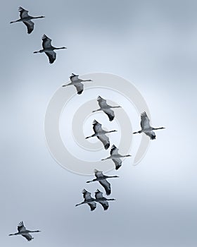 Flock of birds soaring through the air in unison.