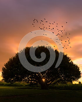 Flock of birds soaring in the sky above a large lush tree at sunset