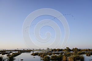 A flock of birds soars in flight at sunset over a lagoon in the Ebro delta, migrating south