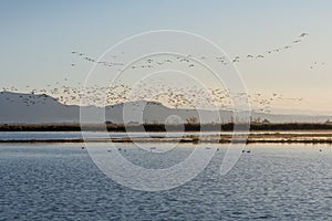 Flock of birds at sunrise in the natural park of Albufera, Valencia, Spain