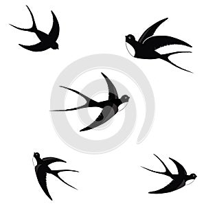 A flock of birds swallow go up. Black silhouette on a white background