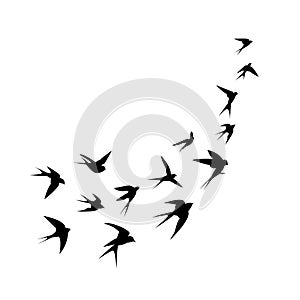 A flock of birds (swallows) go up. Black silhouette on a white background.