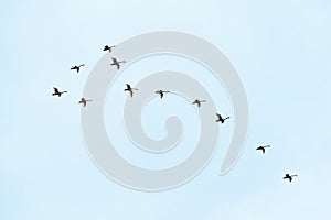 Flock of birds, swans flying in blue sky in V-formation