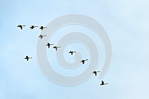 Flock of birds, swans flying in blue sky in V-formation