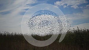 Flock of birds swarming against a blue sky with clouds.