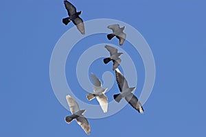 Rebano de observación de aves enjambre sobre el cielo azul 