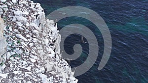 A flock of birds takes off from a cliff above the sea