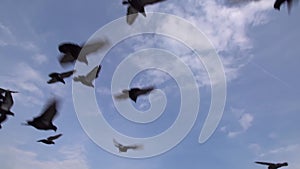 A flock of birds taking off against the blue sky