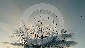 Flock of birds taking off from a tree, a flock of crows black bird dry tree. birds ravens in the sky slow motion