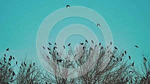 Flock of birds taking off from a tree, a flock of crows black bird dry tree. A huge flock of birds takes off from a dry