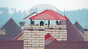 Flock of birds taking shelter from the rain on the urban roofs