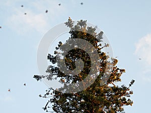 Flock of birds on tree Araucaria