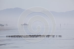 A Flock of Birds and Trucks on the Beach in the Fog