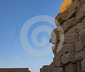 Flock of birds at Upper Egypt - Luxor - Karnak Temple - History - Birds