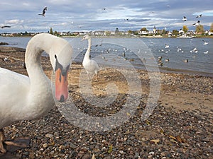 Flock birds waiting food on shore. White Swan