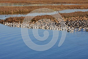 A flock of birds at water photo
