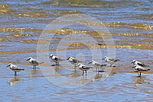 Flock of birds in the water, Portuguese island, Mozambique