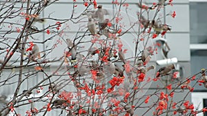 Flock of birds of waxwings