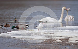 Flock of birds, among which swans, mallard ducks and seagull swimming on the river, in winter. Selective focus