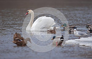 Flock of birds, among which swans, mallard ducks and seagull swimming on the river, in winter. Selective focus