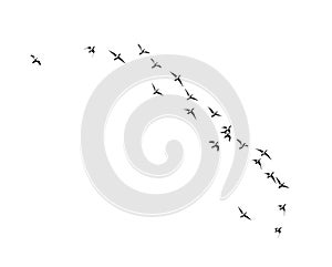 Flock of birds on a white background