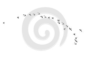 Flock of birds on a white background