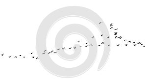 Flock of birds on a white background