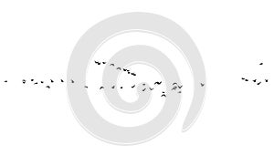 Flock of birds on a white background