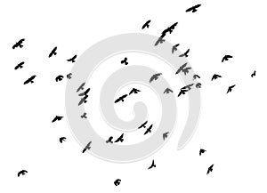 Flock of birds on white background, isolated