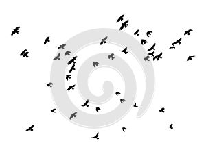 Flock of birds on white background, isolated .