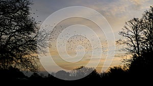 Flock of birds in the winter sky at sunrise or sunset