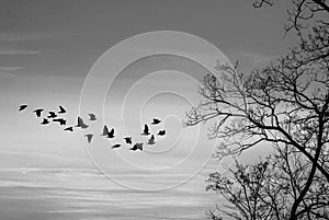 Flock of birds on a winter sunset