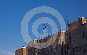 A flock of birds on wires in cold winter