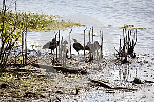 Flock of Black-Bellied Whistling-Ducks